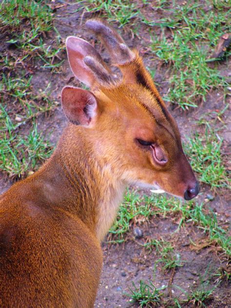Muntjac Deer Muntjac Deer At Potter Park Zoo Fact Muntja Flickr