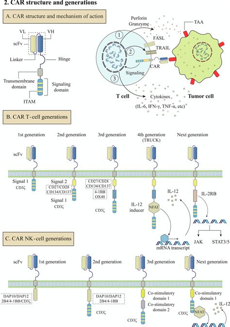 Chimeric Antigen Receptors Structure And Generations A Car Structure