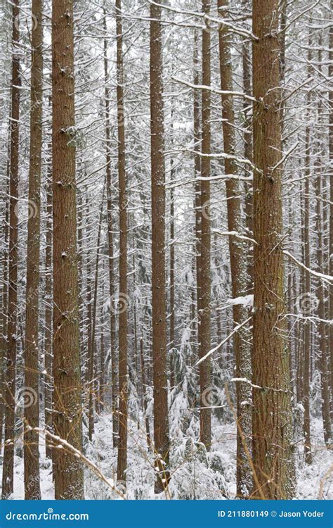 A Winter Wonderland In A Snow Covered Forest Stock Image Image Of