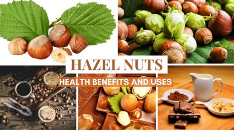 Hazelnuts Ways Benefits Your Health Helthy Leaf