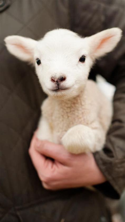 Pin By Kat M Burrus Wnc On ~ Sheep ~ Cute Baby Animals Baby Animals