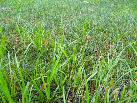 Summer Weeds From Prolawnplus Baltimores Best Lawn Care Service