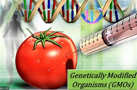 Genetically Modified Organisms Examples In Plants Freeskill