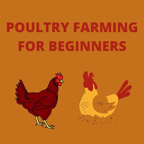 How To Start Poultry Farming For Beginners September 2023