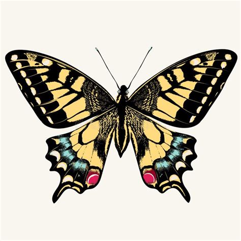 Beautiful Swallowtail Butterfly Vector Illustration Isolated On White
