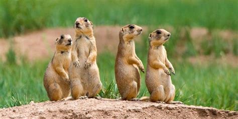 Peta Prime What Does A Prairie Dog Have To Say More Than You Might Think