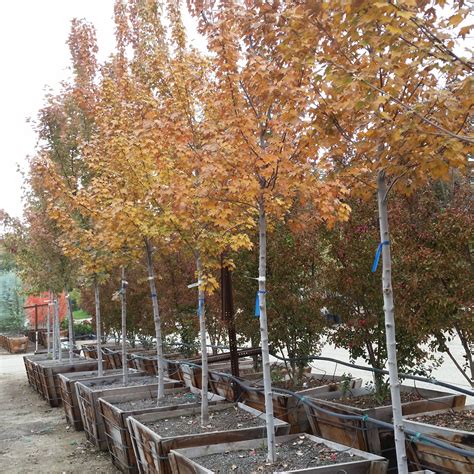 Acer Rubrum Sun Valley Red Maple Mid Valley Trees