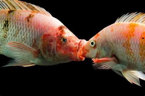How Do Fish Mate Mating Age Seasons And More Aquariadise