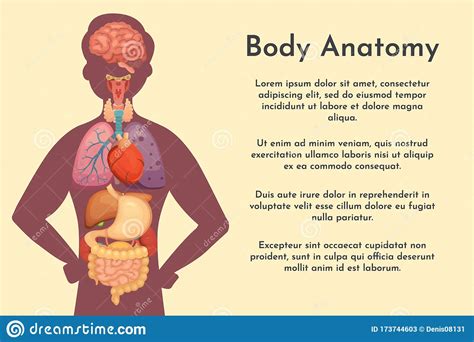 Vector Internal Organs Collection In Cartoon Style Anatomy Of Human