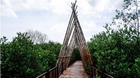 Tanaman Bakau Mangrove Wonorejo Jadi Salah Satu Spot Olahraga