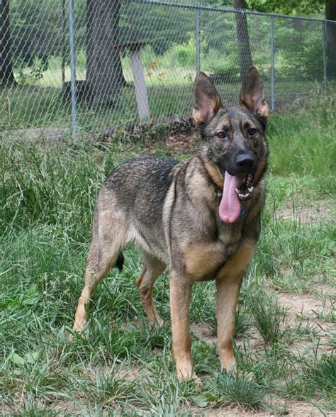 Sable rock has bred shown and trained akc ukc iabca champion dogs schh ipo search and rescue certified therapy dogs and many amazing family dogs for over 18 years. Silver Sable German Shepherd Puppies / Untitled 1 www ...