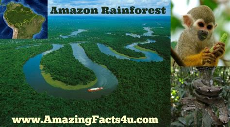 35 Amazing Facts About Amazon Rainforest Amazing Facts 4u