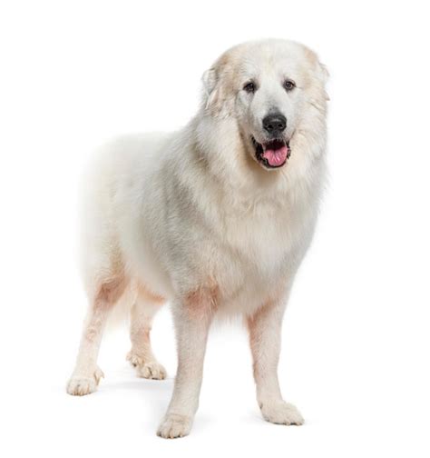 Premium Photo Standing Pyrenean Mountain Dog Isolated On White