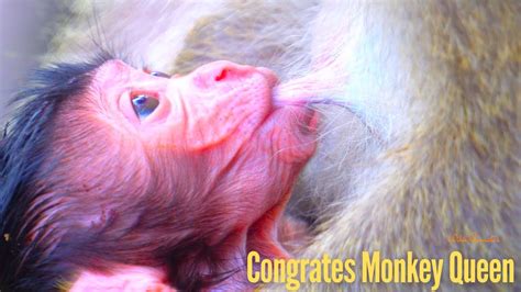 Closeup Of Newly Born Baby Monkey With Umbilical Cord Intact Mother