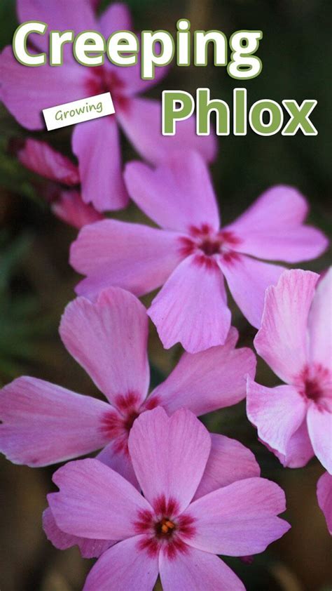 Growing Creeping Phlox Recommended Tips