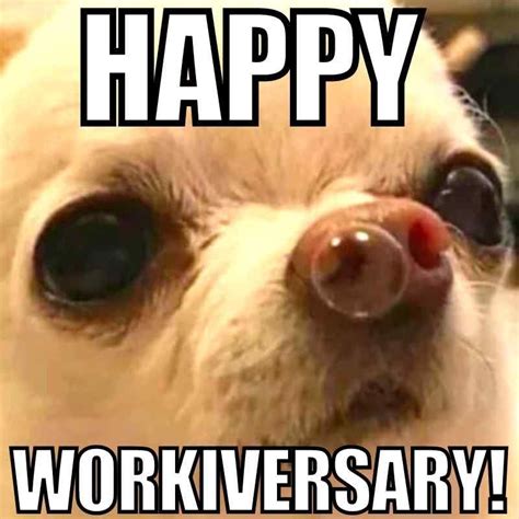 Happy Workiversary Meme Work Memes Work Humor Work Anniversary Meme
