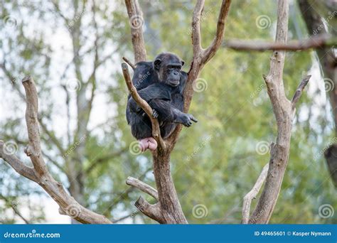Chimpanzee In A Tree Stock Photo Image 49465601