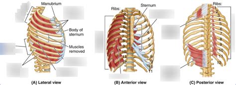 Posterior Rib Cage Muscles What Is The Role Of Interc