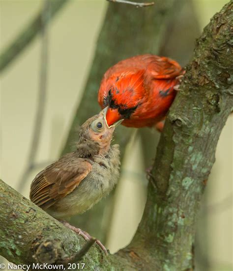 Male Cardinal Feeding Fledging Welcome To
