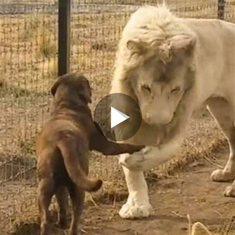 Animals Best Moments Lion And Dog Shake Hands And Play With Each Othe