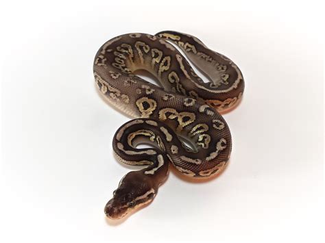 Pin On Beauty Of Ball Python Morphs