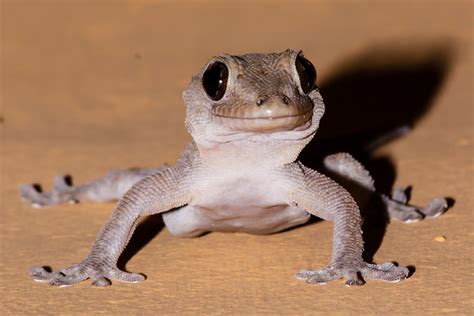 Gecko Foto And Bild Tiere Wildlife Amphibien And Reptilien Bilder Auf Fotocommunity
