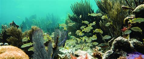 John Pennekamp Coral Reef State Park Florida State Parks State