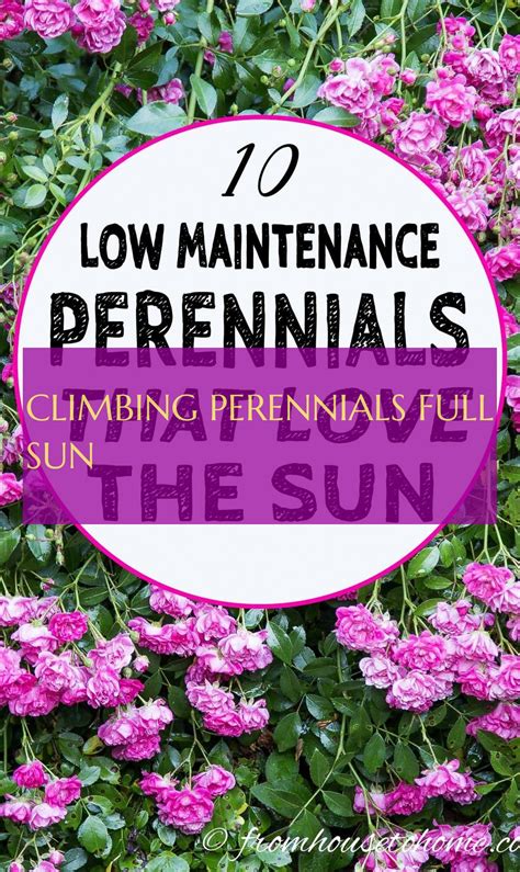 We did not find results for: climbing perennials full sun ! (With images) | Full sun ...