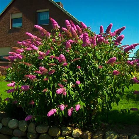 Pink Delight Butterfly Bush The Tree Center™