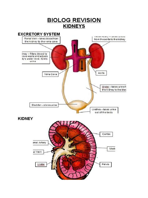 Wjec Gcse Biology Kidneys Kidney Dialysis