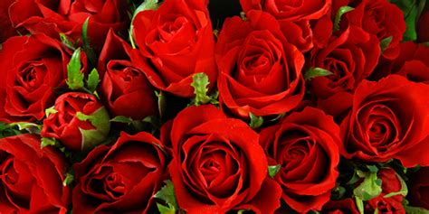 I bouquet di rose rosse a gambo lungo sono. Perchè si regalano le rose rosse a San Valentino? - Scrap ...