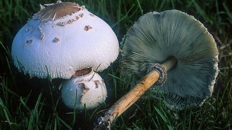 181 Chlorophyllum Molybdites Fungus Fact Friday
