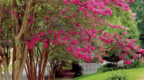 Pruning Crepe Myrtle Trees Video Slew Blogging Lightbox