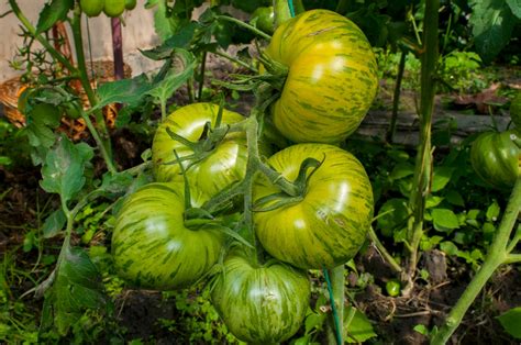 Best Way Of Growing Beefsteak Tomatoes In Pots Minneopa Orchards