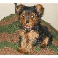 Have experience volunteering in shelters and working in veterinary practices, so you know your caregiver committed to providing quality care. Yorkshire Terrier Breeders in North Carolina