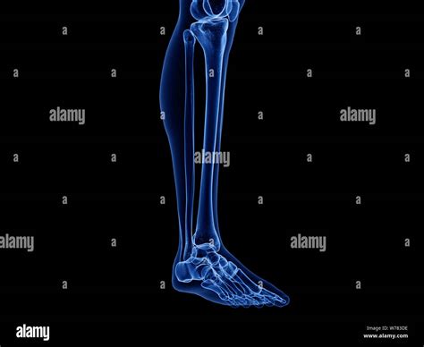 Bone Anatomy Lower Body 3d Illustration Of Skeleton Leg Bone Anatomy
