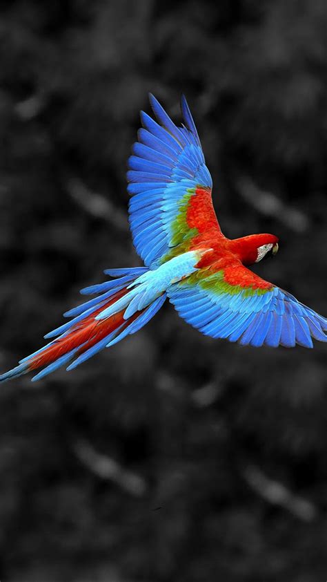 33 Best Birds Wallpapers For Mobile Pictures All Wallpaper Hd