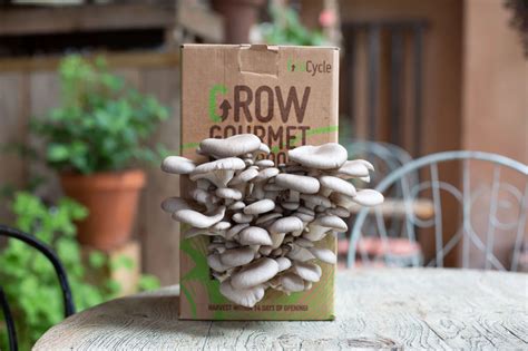 The Grocycle Mushroom Grow Kit Secret Santa Guru