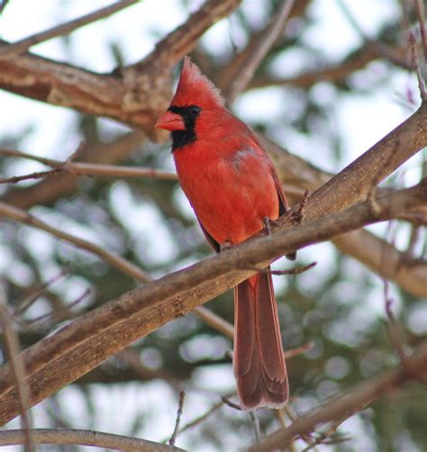 Male Cardinal Cardinals Birds Nature Animals Photo By Deb Jencks