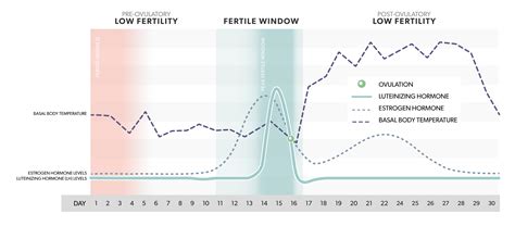 A Complete Guide To Testing With Mira Fertility Plus