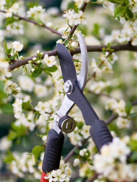 How To Prune Trees When To Prune Trees The Garden Glove