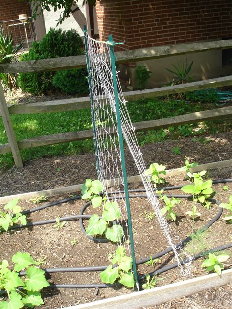 How to make a raised bed using recycled materials. Presidential Living: Cucumber Trellis