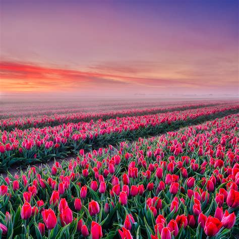 Tulip Fields Of Holland Netherlands