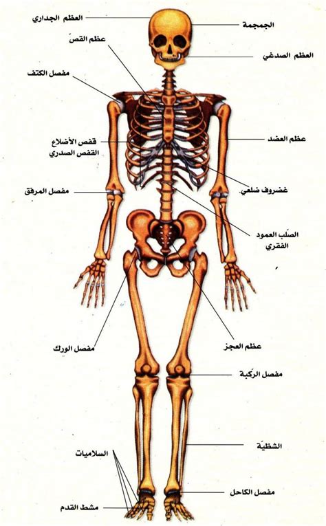 تفاصيل جسم الانسان