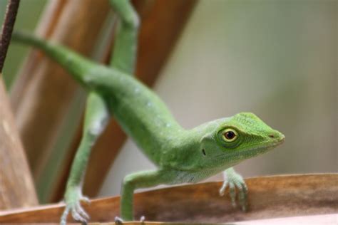 This Small Green Lizard Is One Of Many Reptiles To Be Found In Costa