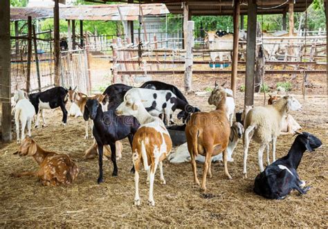 Goats In Farm Stock Image Image Of Friendly Beautiful 33181835