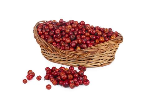 Indian Fruit Red Berry On White Background Stock Image Image Of