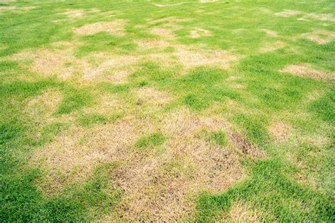 Is Your Lawn Yellow And Dry Why And How To Fix It