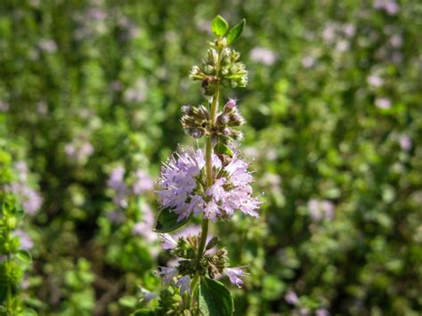 Pennyroyal Plant Tips For Growing Pennyroyal Gardening Know How