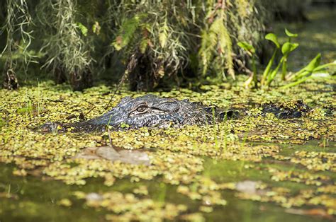 Usa Louisiana Alligator In Swamps Photograph By Dosfotos